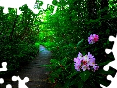 forest, Flowers, rhododendron, Path