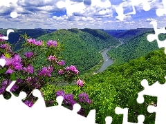 Mountains, flower, rhododendron, River