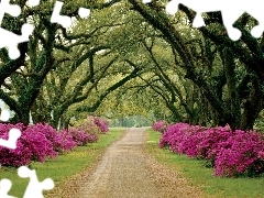 Park, flourishing, Rhododendrons, alley