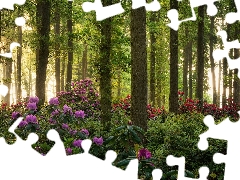 viewes, forest, Rhododendron, Rhododendrons, Bush, trees