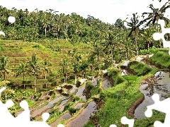 Bali, field, rice, indonesia