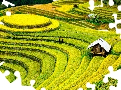 People, field, rice, China, plantations, Houses