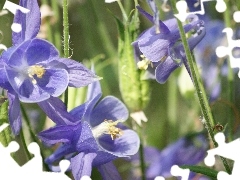 Columbines, Flowers, purple