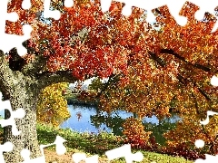 Old car, oak, River, Autumn