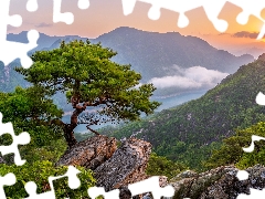 River, trees, South Korea, pine, Sunrise, rocks, Mountains, Fog