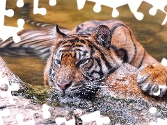 River, tiger, rocks