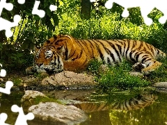 River, lying, tiger