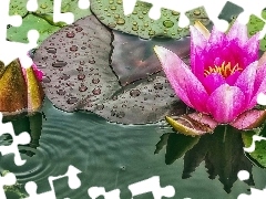 River, lilies, water