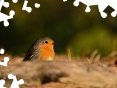 birdies, robin