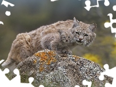 Rock, lynx, an