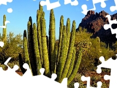 rocks, Cactus, Bush