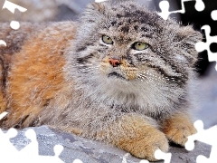 Rocks, lying, Manul