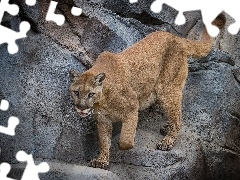 cougar, rocks