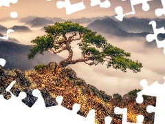 pine, rocks, Fog, trees, Mountains