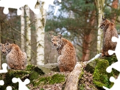 rocks, lynx, forest