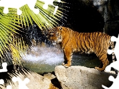 Rocks, tiger, Leaf