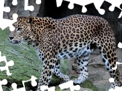 Leopards, Rocks