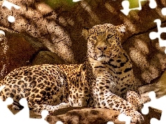 Leopards, rocks