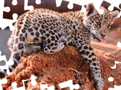 Rocks, small, Leopards