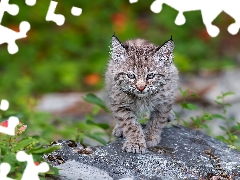 Rocks, young, Lynx