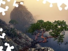 Mountains, pine, Fog, rocks