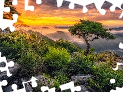 trees, Sunrise, pine, rocks, Mountains, viewes, Fog