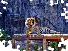 tiger, Rocks