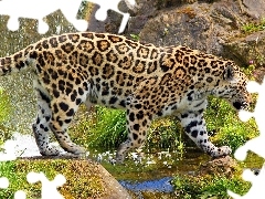 rocks, Jaguar, water