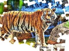 rocks, tiger, waterfall