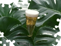 glass, Leaf, Rododendronu, champagne