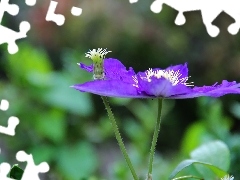 Violet, White, rods, Colourfull Flowers