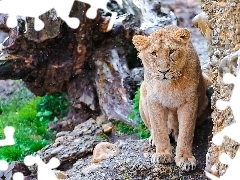 root, Lion, rocks