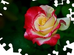 Coloured, rose