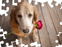 dog, red hot, rose, floor