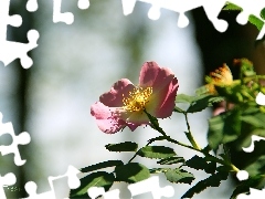 Colourfull Flowers, Wild, rose