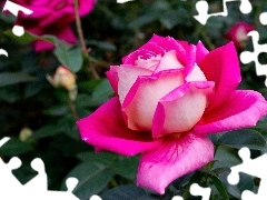 Pink, rose