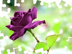 Purple, rose