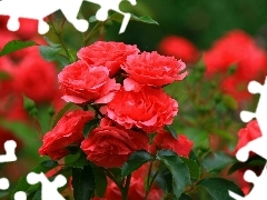 rose, bush, red