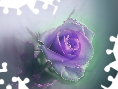 Violet, rose