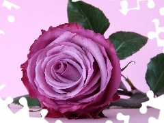 Violet, rose