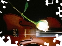 rose, violin, White