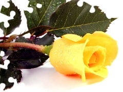 leaves, Yellow Honda, rose
