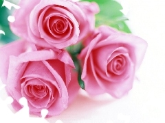 roses, Three, Pink