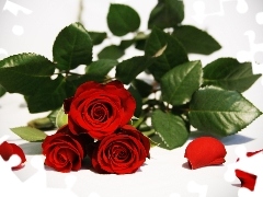 Red, roses