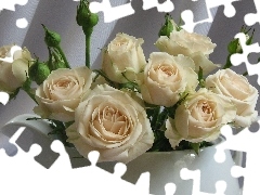 White, White, roses, jug