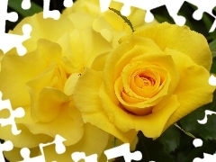 Yellow, roses