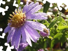 Aster, droplets, Rosy, Violet