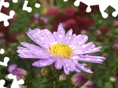 Aster, droplets, Rosy, Violet