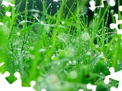 Rosy, grass, drops