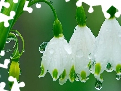 Rosy, Leucojum, drops